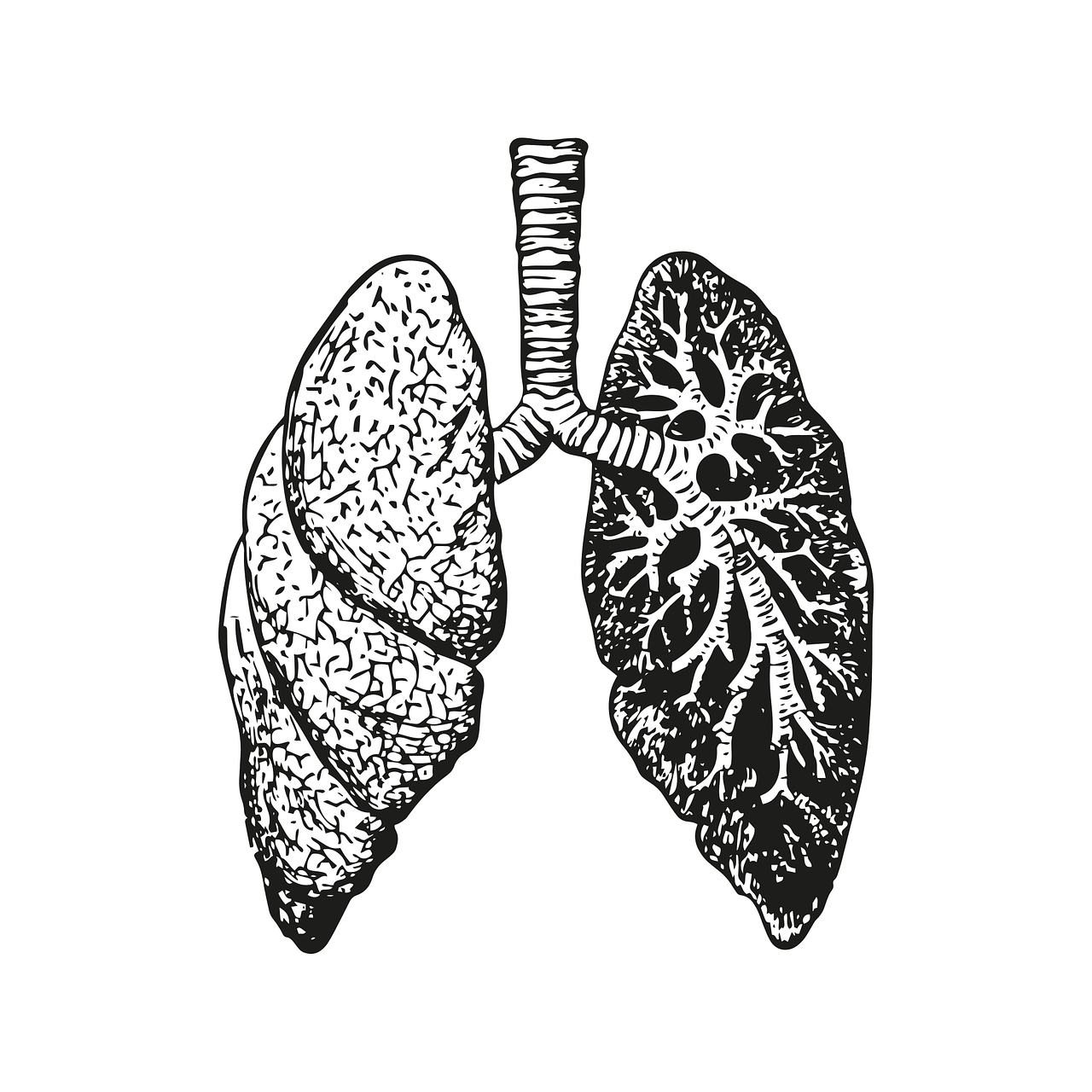 lungs, anatomy, body-7578680.jpg